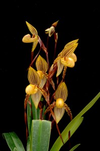 Paphiopedilum Shin-Yi Michael Summer Dreams HCC/AOS 78 pts.